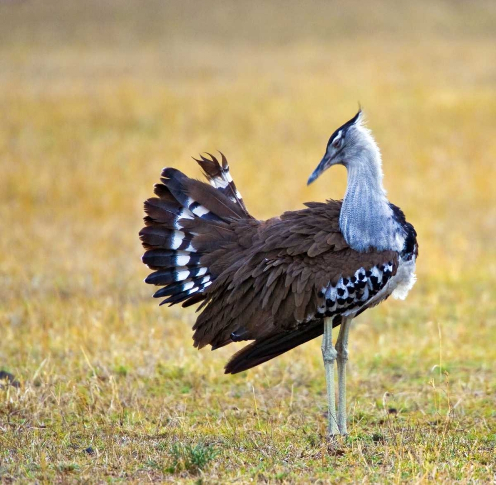 Kenya Kori bustard bird standing in a field